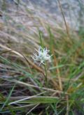 Carex baldensis